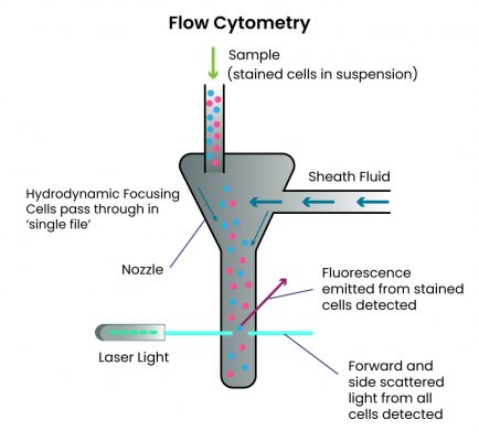 What is a flow cytometer and how does it work? - e-con Systems